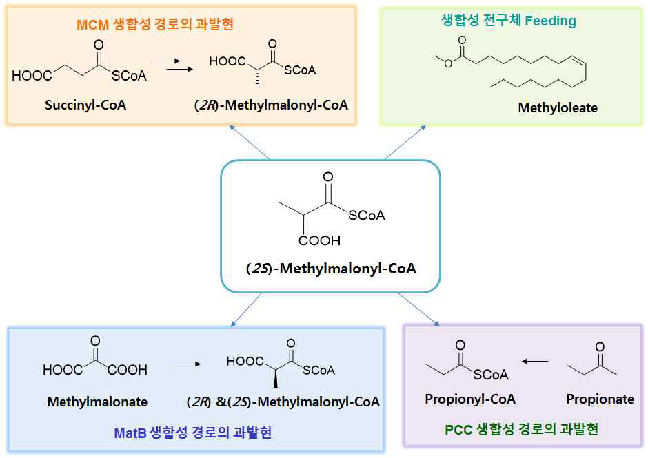 세포내 methylmalonyl-CoA의 농도를 증가를 통한 생산성 향상