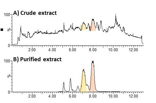 fkbDM, tcsB가 모두 제거된 재조합 균주 extract의 정제 공정 전 (A)과 후 (B)의 비교