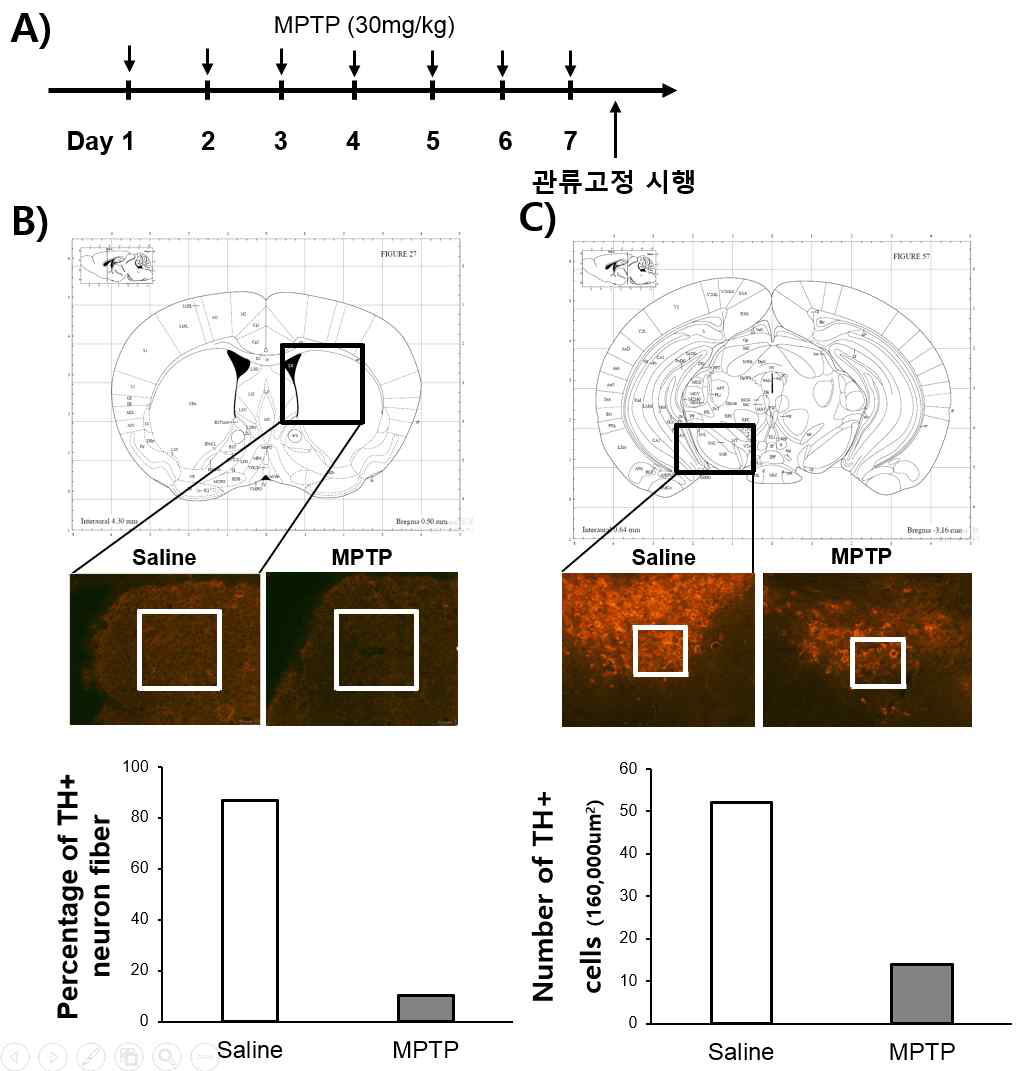 MPTP-유도 파킨슨 동물모델의 흑질과 선조체 신경회로의 퇴행성감소