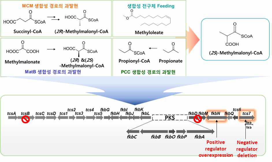 조절유전자와 세포 내 methylmalonyl-CoA 농도 증가를 이용한 FK506 유도체 생산균주 개량