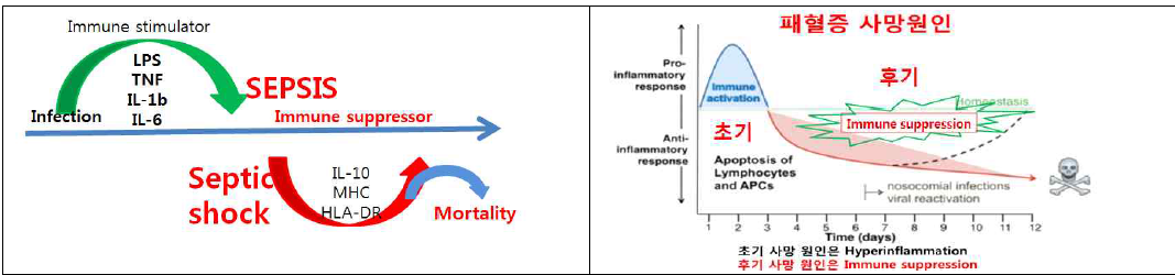 개선되지 않는 높은 패혈증 사망률의 원인: 후기 면역세포 사멸을 막지 못해서 임!!