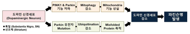 파킨슨병 치매의 병리학적 기전