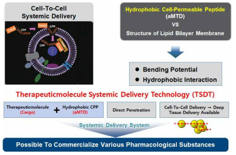 세포 간 연속전송이 가능한 3세대 소수성 CPP인 aMTD