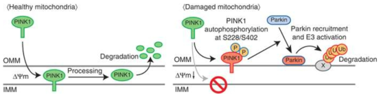 PINK1-Parkin에 의한 mitophagy 기전