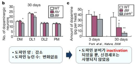 파킨슨병 모델에서 Parkin replacement에 의한 회복