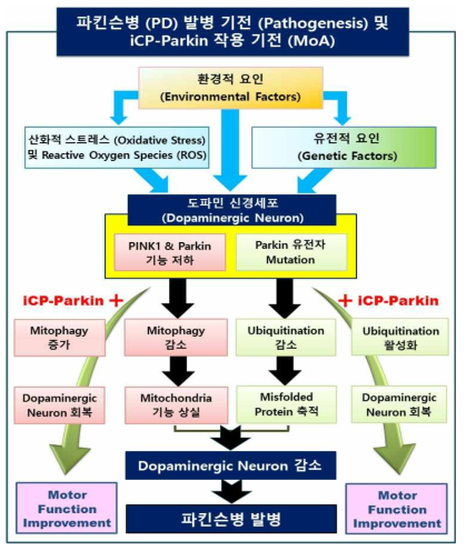iCP-Parkin 작용기전