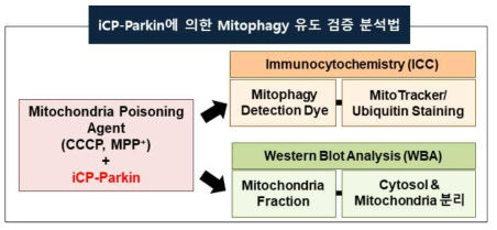 iCP-Parkin-induced mitophagy 메커니즘 분석법