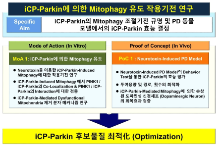 iCP-Parkin에 의한 mitophagy 유도 작용기전 연구 계획