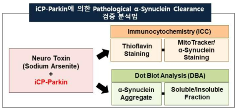 iCP-Parkin에 의한 α-Synuclein clearance 메커니즘 분석법