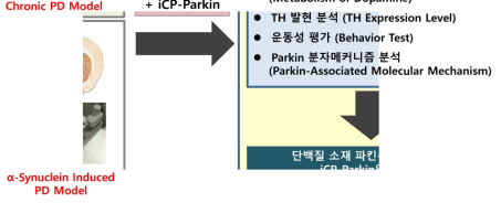 파킨슨병 동물모델 확립 및 iCP-Parkin의 효능 평가