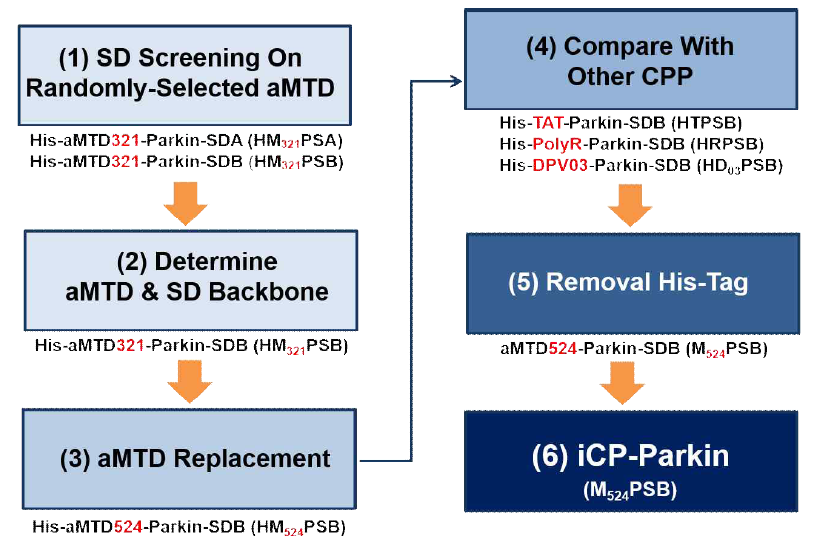 iCP-Parkin 재조합단백질의 기본구조 (aMTD524-Parkin-SDB) 도출 과정 모식도