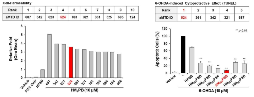 aMTD/SD-fused Parkin proteins의 세포투과성 및 in vitro PD 모델에서의 세포보호효과 검증 (Tunel assay)