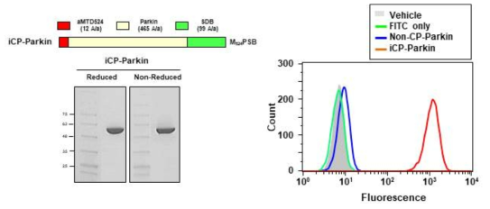 iCP-Parkin의 구조 및 세포투과성 검증. Structure of Parkin recombinant proteins fused to aMTD524 and solubilization domain B (SDB) (iCP-Parkin). SDS-PAGE (reducing & nonreducing) image of iCP-Parkin. Cell permeability of iCP-Parkin and Non-CP-Parkin in measured by flow cytometry, demonstrating the intracellular localization of iCP-Parkin