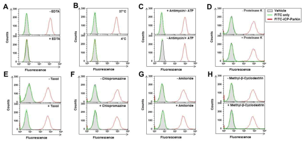 aMTD-Mediated delivery mechanism. aMTD-mediated delivery of iCP-Parkin is notably affected by EDTA treatment (A) and low temperature (B) but unaffected by pretreatment of cells with the ATP-depleting agent antimycin (C), proteinase K (D), the microtubule inhibitor Taxol (E), a clathrin-mediated endocytosis blocker, chlorpromazine (F), a macropinocytosis blocker, amiloride (G), or a lipid raft–mediated endocytosis blocker, methyl-β -cyclodextrin (H)