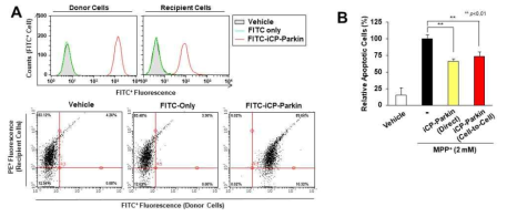 iCP-Parkin의 cell-to-cell transfer 검증. (A) Cell-to-cell transfer of iCP-Parkin. C2C12 cells (donor cells) were pretreated with FITC–iCP-Parkin (green) for 2 hours and were mixed with RAW264.7 cells (recipient cells) labeled with PE-CD14 antibody (red) for 2 hours. (B) The cytoprotective effect of iCP-Parkin via cell-to-cell transfer. iCP-Parkin–treated SH-SY5Y cells (for 2 hours) incubated with GFP-transfected SH-SY5Y cells for 6 hours. These mixed cells were treated with 2 mM MPP+ for 24 hours. Apoptosis of GFP-positive cells was analyzed by an annexin V/7-AAD apoptosis detection assay. Quantification of cytoprotective effect by cell-to-cell transferred iCP-Parkin