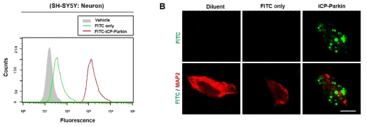 iCP-Parkin의 신경세포 내 투과능 검증. Cell permeability of iCP-Parkin in neuronal (SH-SY5Y cell) measured by flow cytometry and confocal laser scanning microscopy, demonstrating the intracellular localization of iCP-Parkin