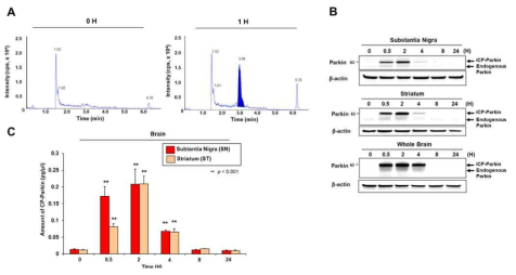 iCP-Parkin의 혈뇌장벽 (BBB) 투과능 검증. Time-course analysis of brain tissue permeability. (A) LC-MS/MS analysis detecting iCP-Parkin in the mouse brain. The mass spectrometry peak (filled with blue color) shows an iCP-Parkin peptide (AVALIVVPALAPMIVFVR) containing aMTD 524. The level of each protein in the brain tissue was measured by western blot (B) and ELISA (C) (n=3). All analysis samples were collected after i.v. injection of 100 mg/kg Parkin recombinant protein. The molecular weights of iCP-Parkin and endogenous Parkin are 63 and 53 kDa, respectively