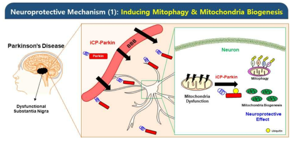 iCP-Parkin의 mitophagy & mitochondria biogenesis 유도를 통한 세포 보호 기전 모식도. Cytoprotective action mechanism of iCP-Parkin by promoting mitophagy and mitochondria biogenesis