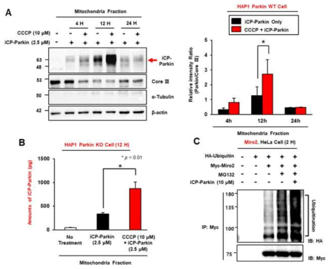 iCP-Parkin의 damaged mitochondria 축적 및 mitophagy 관련 substrate ubiquitination 검증 결과. (A) Mitochondria were isolated from HAP1 Parkin WT cells treated with CCCP for 4, 12 and 24 hrs. (B) Mitochondria were isolated from Parkin KO HAP1 cells treated with CCCP for 12 hrs for ELISA. (C) Immunoprecipitation and Western blot analysis for analyzing the ubiquitination of Miro2 by iCP-Parkin using cell lysates from HeLa cells transfected with the indicated constructs and treated with CCCP and MG132 (20 μ M each) for 6 hrs in the presence or absence of iCP-Parkin