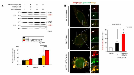 Damaged mitochondria 에서 iCP-Parkin의 mitophagy 유도 검증. (A) Western blot analysis for detecting LC3B-II, an autophagy marker, in lysates from CCCP- or CCCP + iCP-Parkin-treated SH-SY5Y cells treated with chloroquine, an autophagy inhibitor. (B) Representative confocal microscope images for detecting mitophagy increased by iCP-Parkin under CCCP treatment in HeLa cells