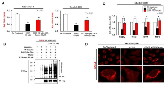 iCP-Parkin의 mitochondria 생성 (mitochondria biogenesis) 유도 검증. (A) ELISA of the levels of mitochondrial proteins, COX1 and SDH-A in HeLa cells treated with either 30 μM CCCP or 30 μM iCP-Parkin as indicated. (B) Immunoprecipitation and Western blot analysis for analyzing the ubiquitination of PARIS by iCP-Parkin using cell lysates from HeLa cells transfected with the indicated constructs and treated with CCCP and MG132 (20 μM each) in the presence or absence of iCP-Parkin. (C-D) Quantification of the relative mRNA levels of PGC-1α, TFAM, NRF1, NRF2 in HeLa cells treated with either 30 μM CCCP or 30 μM iCP-Parkin determined by real-time quantitative PCR and normalized to the expression levels of ribosomal protein lateral stalk subunit P0 (Rplp0), a housekeeping gene (n=3)