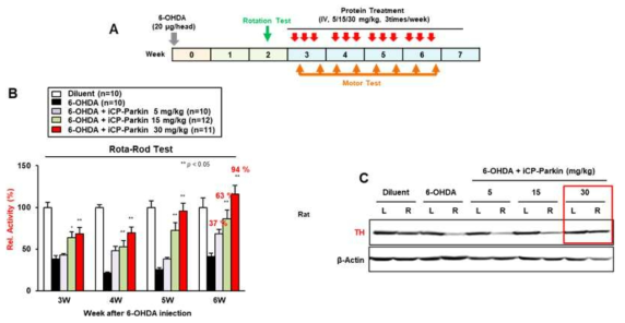 6-OHDA 유도 PD 동물모델에서 iCP-Parkin의 운동능력 및 TH 회복능 검증 (1). (A) Schematic diagram of the experimental protocol. Different doses of iCP-Parkin the striatum on the right side of the brain. (B) Rota-rod test. Relative behavior activity is based on the value of the diluent control as 100% (n=10-12). (C) Western blot analysis of THexpression. L and R indicate the left and right sides of the brain (n=4) were i.v. injected 3 times per week for 4 weeks from 2 weeks after injecting 6-OHDA into