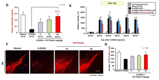 6-OHDA-유도 PD 동물모델에서 iCP-Parkin의 운동능력 및 TH 회복능 검증 (2). (D) Recovery of plasma dopamine levels by iCP-Parkin, as determined by ELISA. (E) Pole test. (F) Fluorescent immunohistochemistry for detecting TH-positive dopaminergic neurons in the substantia nigra. (G) The graph indicates stereological counting of TH-positive dopaminergic neurons in the substantia nigra