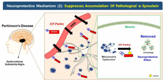 iCP-Parkin의 pathological α-Synuclein 축적 제어를 통한 세포보호 기전 모식도. Cytoprotective action mechanism of iCP-Parkin by reducing Lewy body proteins including pathological α-Synuclein