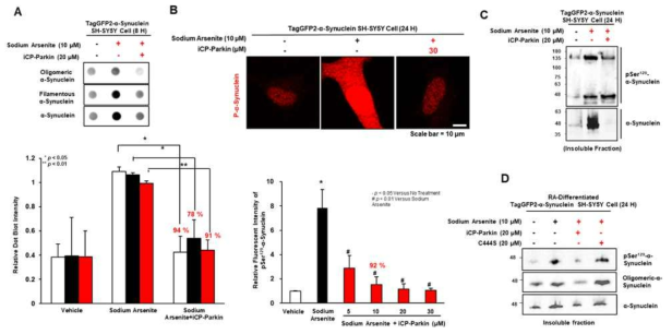 신경세포모델에서 iCP-Parkin의 pathological α-Synuclein 축적제어 검증. (A) Representative dot blot images showing a significant decrease in pathological α-Synuclein forms, such as oligomeric and filamentous, and α-Synuclein by iCP-Parkin in the soluble fraction at 8 hrs (n=3). (B) Immunofluorescence imaging of phosphorylated (pSer129) α -Synuclein. iCP-Parkin reduced p-α-Synuclein aggregates induced by treatment with sodium arsenite. (C) Representative western blot image showing the reduction in neurotoxin-induced phosphorylated (pSer129)α-Synuclein and α-Synuclein aggregates in the insoluble fraction byiCP-Parkin (20 μM). (D) Western blot analysis showing a decrease in pathological α -Synuclein forms by iCP-Parkin in the insoluble fraction at 24 hrs. C444S decreases pathological α-Synuclein forms less than iCP-Parkin