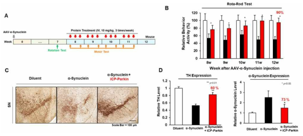 AAV-α-Synuclein 유도 PD 동물모델에서 iCP-Parkin의 운동능력 회복능. (A) Schematic diagram of the experimental protocol in the AAV- Synuclein-induced PD mouse model. iCP-Parkin (30 mg/kg) was i.v. injected 3 times per week for 4 weeks from 8 weeks after injecting AAV-α-Synuclein into the right side of the brain. (B) Rota-rod test. (C) Dopaminergic neurons were reduced in the group injected with AAV-α-Synuclein compared with the normal group and confirmed the protection of dopaminergic neurons in the group injected with iCP-Parkin in the substantia nigra. (D) Quantification of the TH and α-synuclein expression level analysed by western blot assay. (n=3)