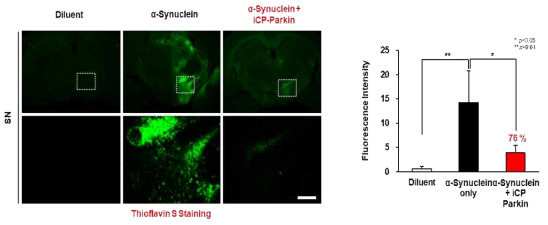 AAV-α-Synuclein-유도 PD 동물모델에서 iCP-Parkin의 α-Synuclein 제거능 검증. Confocal laser scanning microscopy of thioflavin S-stained sections from the substantia nigra (n=3)