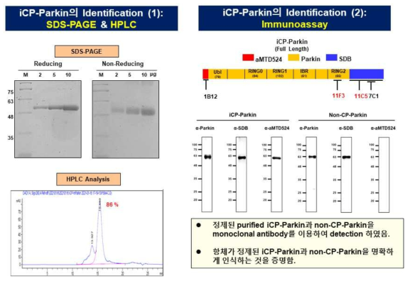 iCP-Parkin의 분석법 개발: iCP-Parkin의 purity & homogeneity 및 identification QC법 확립 (1)