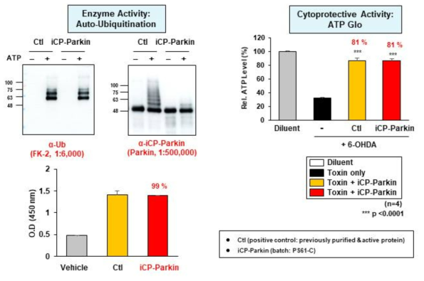 iCP-Parkin의 QC법 확립 (2): iCP-Parkin의 biological activity (auto-ubiquitination and cytoprotective analysis)