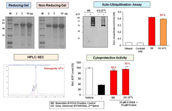 iCP-Parkin의 GU 위탁생산시료의 QC 결과 (SDS-PAGE, HPLC, auto-ubiquitination & cytoprotective activity analysis)