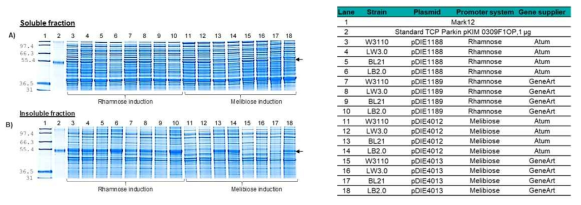 Melibiose와 Rhamnose promoter system에서 iCP-Parkin의 expression 분석