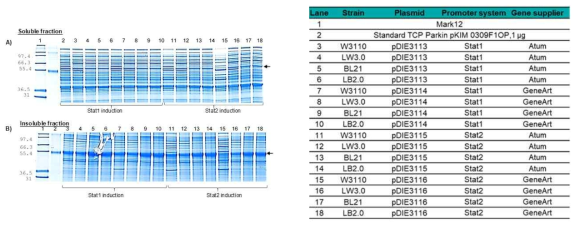 Stat1과 Stat2 Promoter System에서 iCP-Parkin의 expression 분석