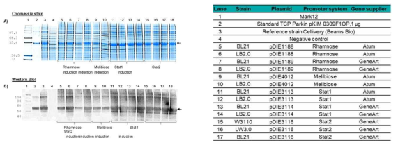 Stat1과 Stat2 promoter system 에서 iCP-Parkin의 expression 분석