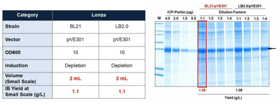 Lonza에 의한 1차 cell line development 결과