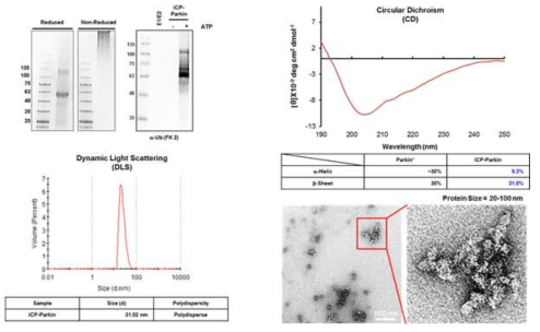 이전 공정으로 생산한 iCP-Parkin의 단백질 특성 분석