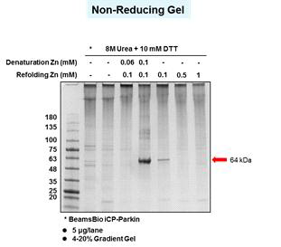 Denaturation buffer에 Zn2+첨가에 따른 iCP-Parkin 단백질 균질성 (homogenicity) 차이