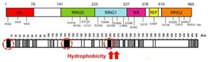 Endogenous Parkin의 구조