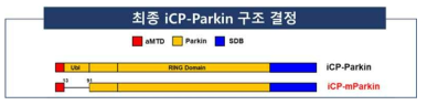 최종 iCP-Parkin 구조 결정