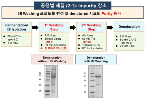 IB washing screening 후 iCP-Parkin의 purity 증가