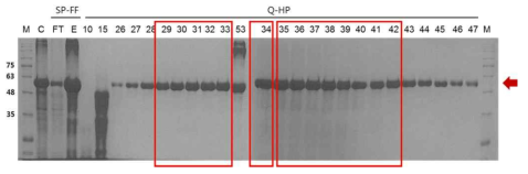 Fed-Batch fermentation 으로 생산한 cell mass를 이용한 정제 결과