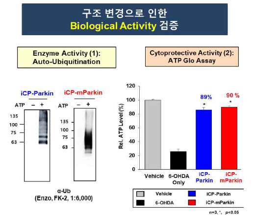 iCP-Parkin과 iCP-mParkin의 biological activity 비교