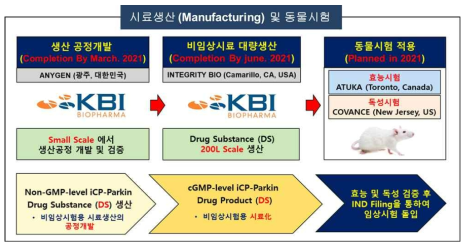 비임상시료 대량생산 및 동물시험 일정