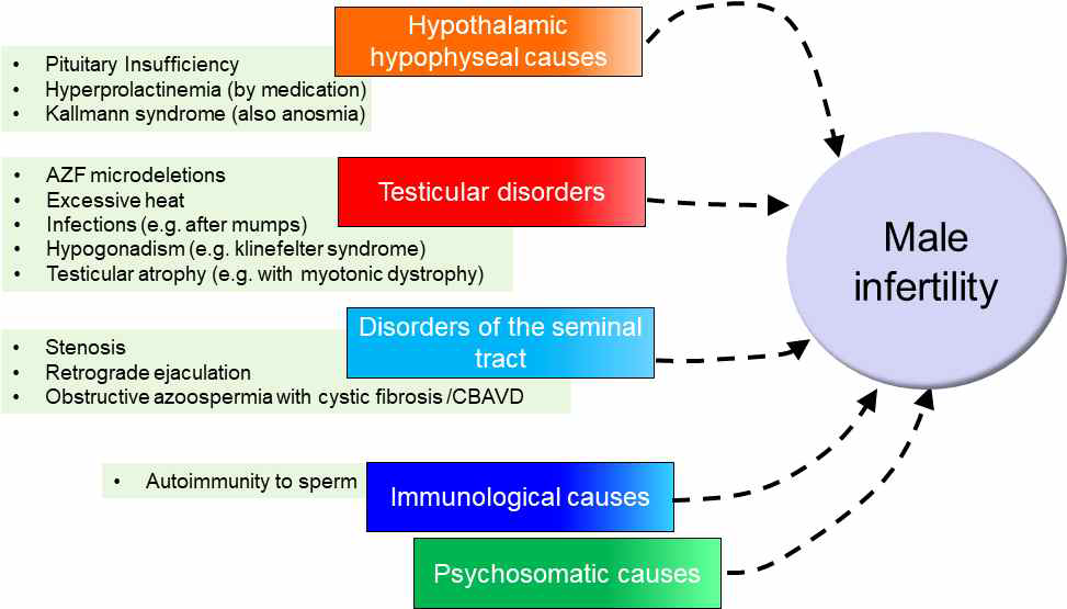 남성불임의 발병원인