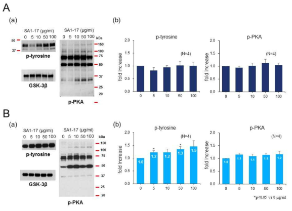 SA1-17이 돼지정자의 운동성 관련 단백질 인산화에 미치는 영향. A: 약물 1시간 처리조건, B: 약물 2시간 처리조건. n=4, *P<0.05 vs. 0 μg/mL