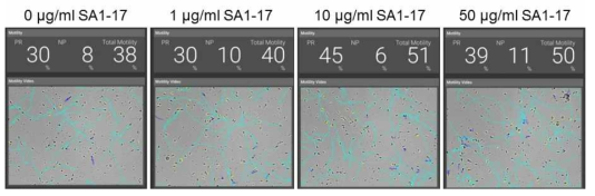 SA1-17을 1시간 처리 후 사람 정자의 운동성 변화