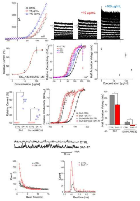 SA1-17에 의한 Slo1 K channel의 활성에 미치는 영향